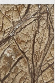 Root Brown, referência de Mármores